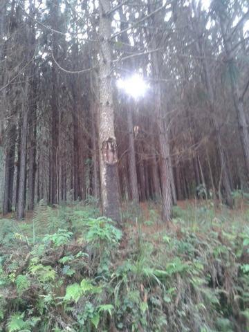 Área própria para chácara à 15 km de Gramado-RS - Foto 2
