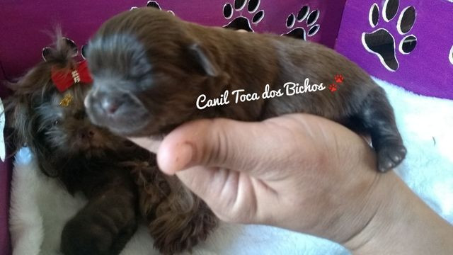 1Filhote Shih Tzu Chocolate sólido disponível p reserva - Foto 5
