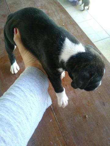 Lindos Filhotes Boxer - Foto 3