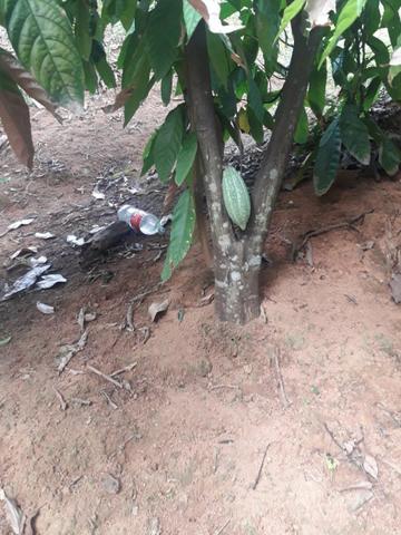 Vendo chácara na serra - Foto 11