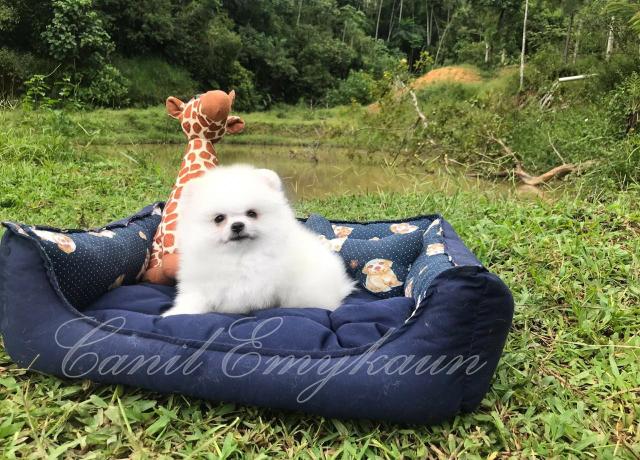 Promoção - lulu da pomerânia porte anão