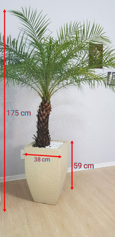 Palmeira fênix natural com vaso - Foto 3