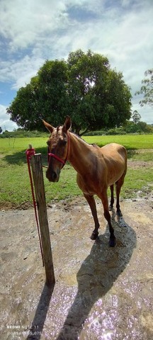 Égua mangolina 