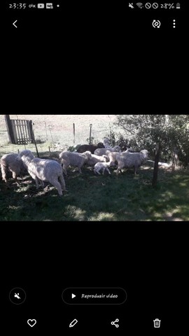 Lote de ovelhas 