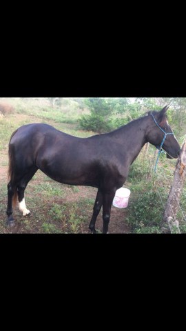 Poutrinha Negra a venda 