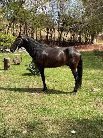 Cavalo garanhao - Foto 5