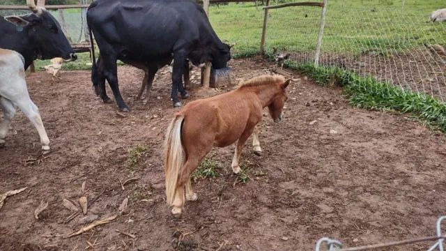 Traia de frente - Cavalos e acessórios - Vila Jayara, Anápolis