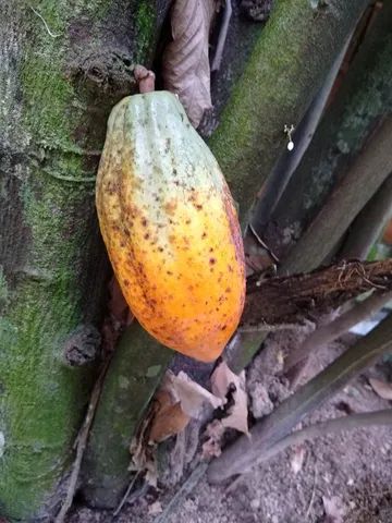 MUDAS DE CACAU  - Foto 3