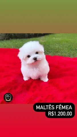 Maltês - Foto 4