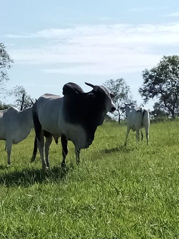 Vende 1 touro registrado e 5 vacas tratar ZAP *