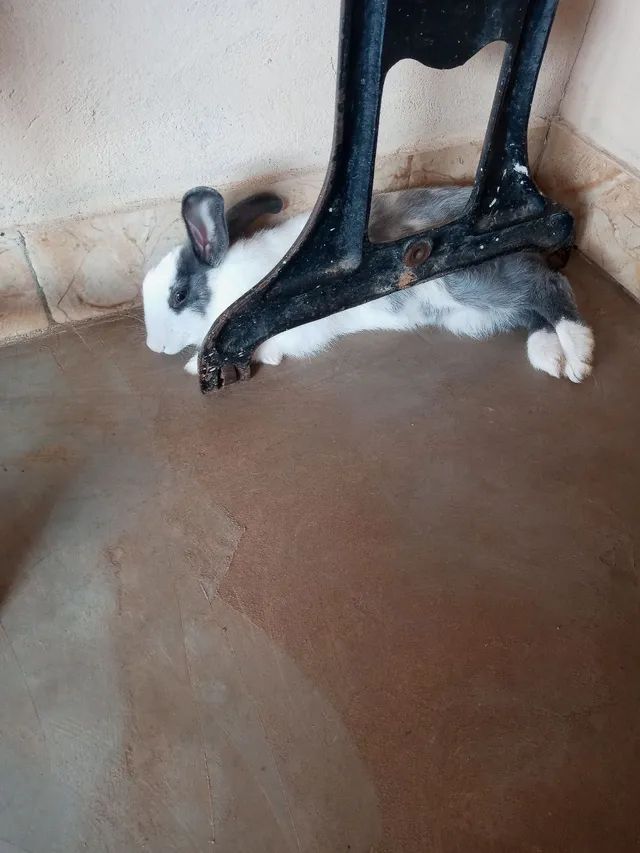  Doa se um coelhinho leia descriçao - Foto 2