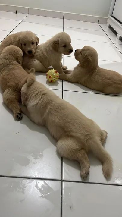 Filhotes Golden Retriever com pedigree - Foto 3