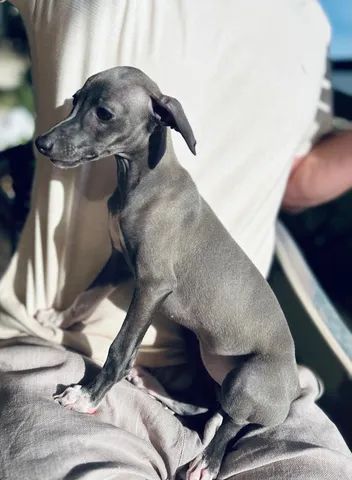 Italian greyhound hot sale olx