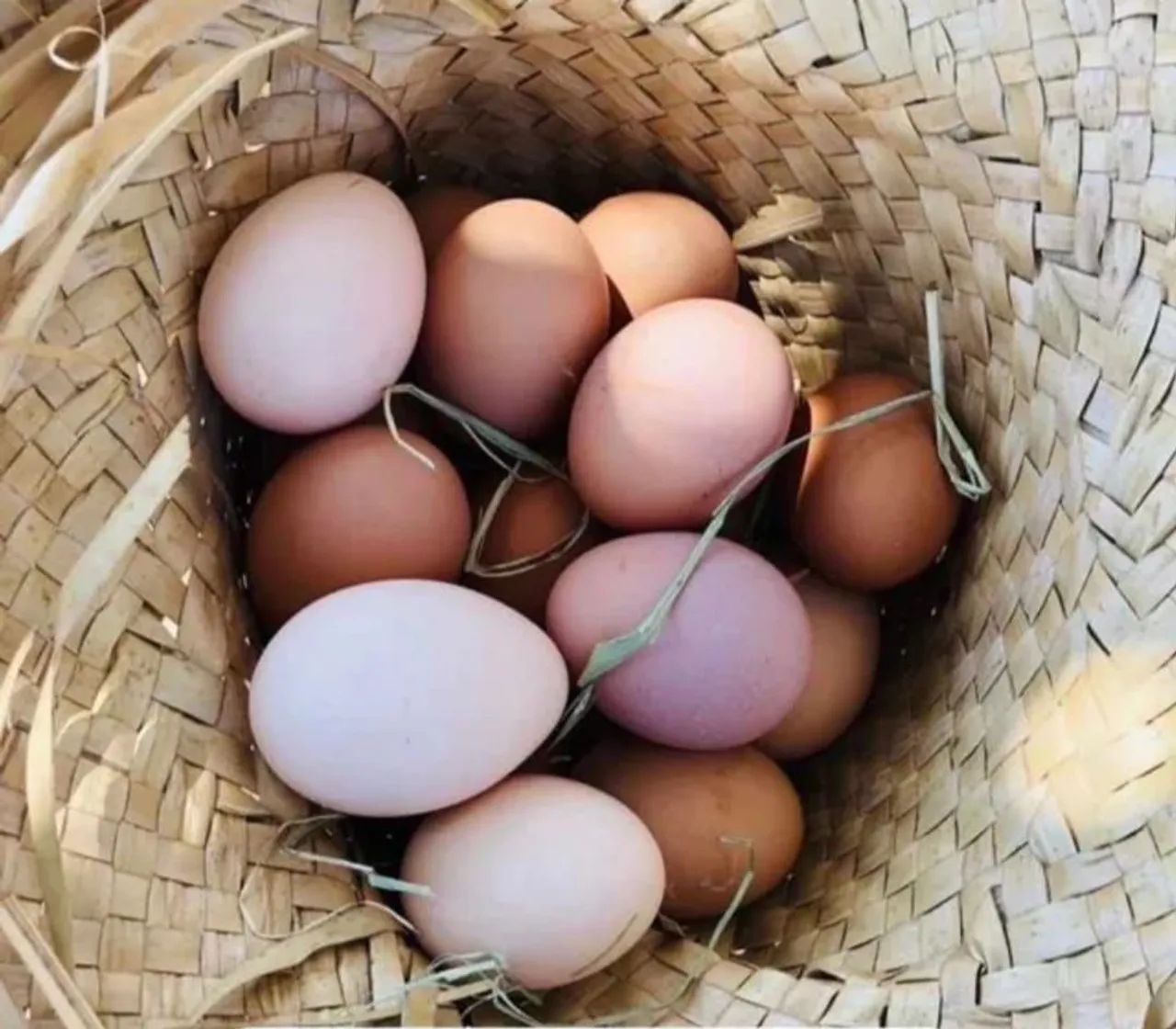 Excelente chácara 3,24 hect. c/ estrutura e formada para plantação! Direto c/ proprietário - Foto 13