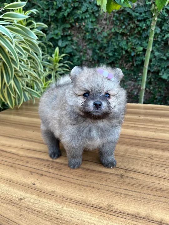 Spitz Alemão anão/ Lulu da Pomerânea anão - Foto 3