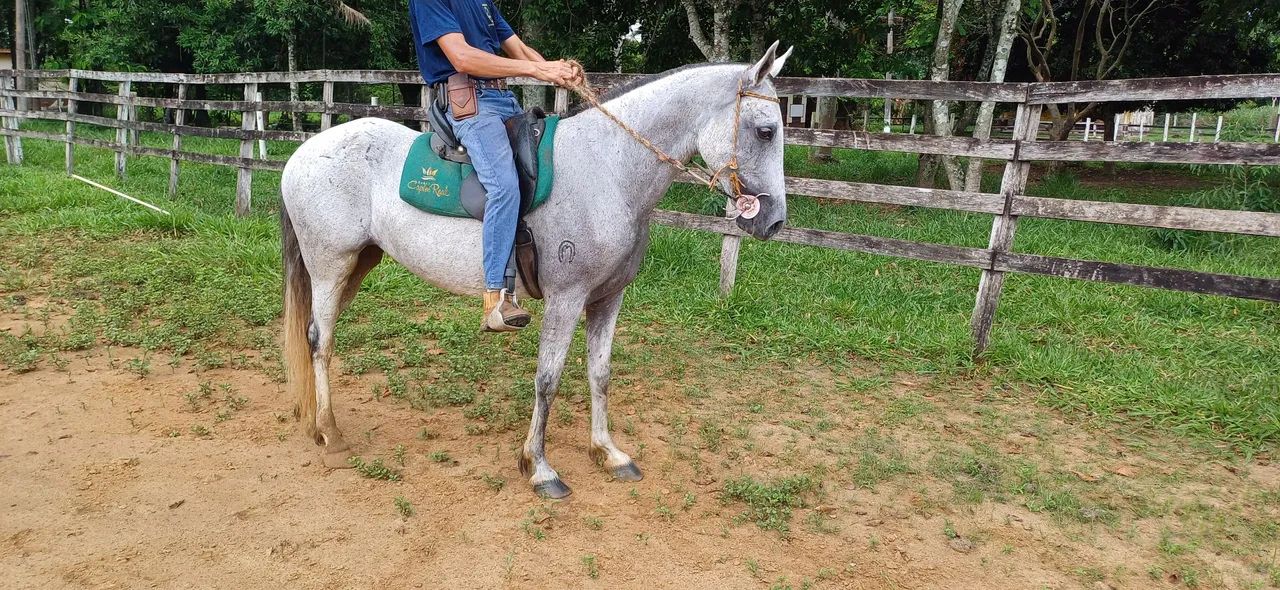 Capri Capim Real, Matriz, MM, registro definitivo, pronto para reprodução. - Foto 2