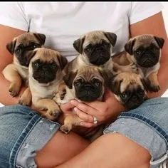 Filhotes de Pug com Procedência Fêmea e Macho