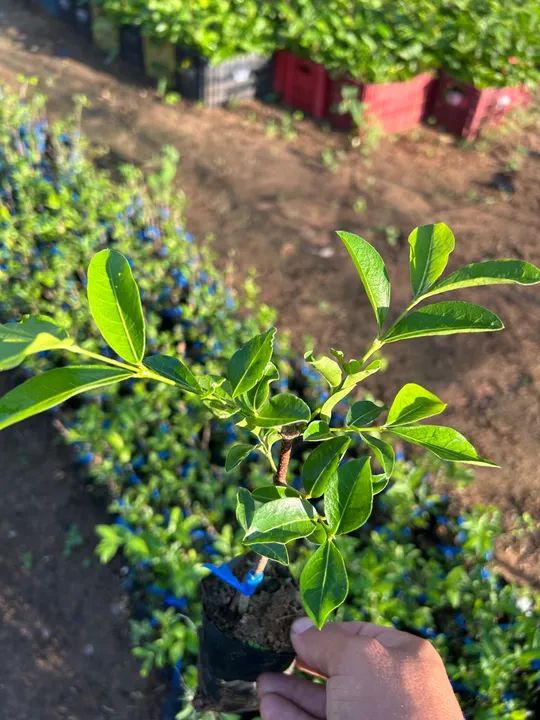 Mudas de acerola junco  - Foto 4