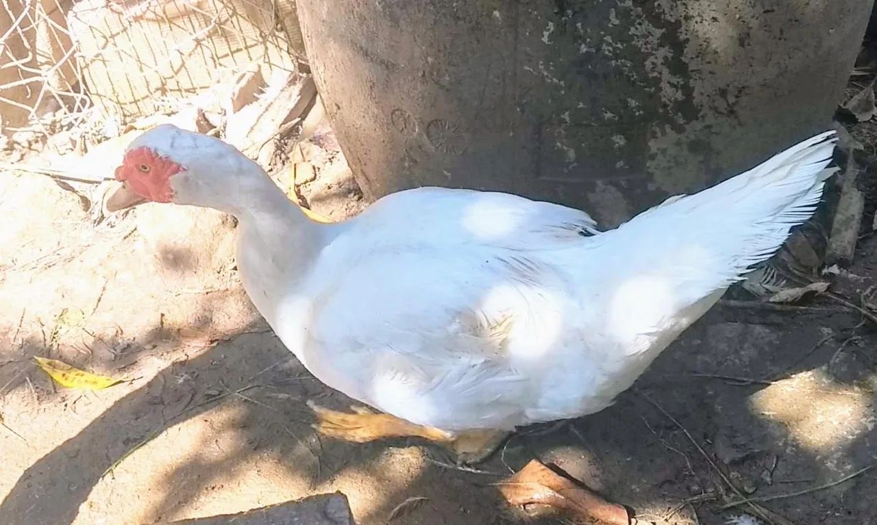 PATO ALEMÃO GIGANTE  - Foto 2