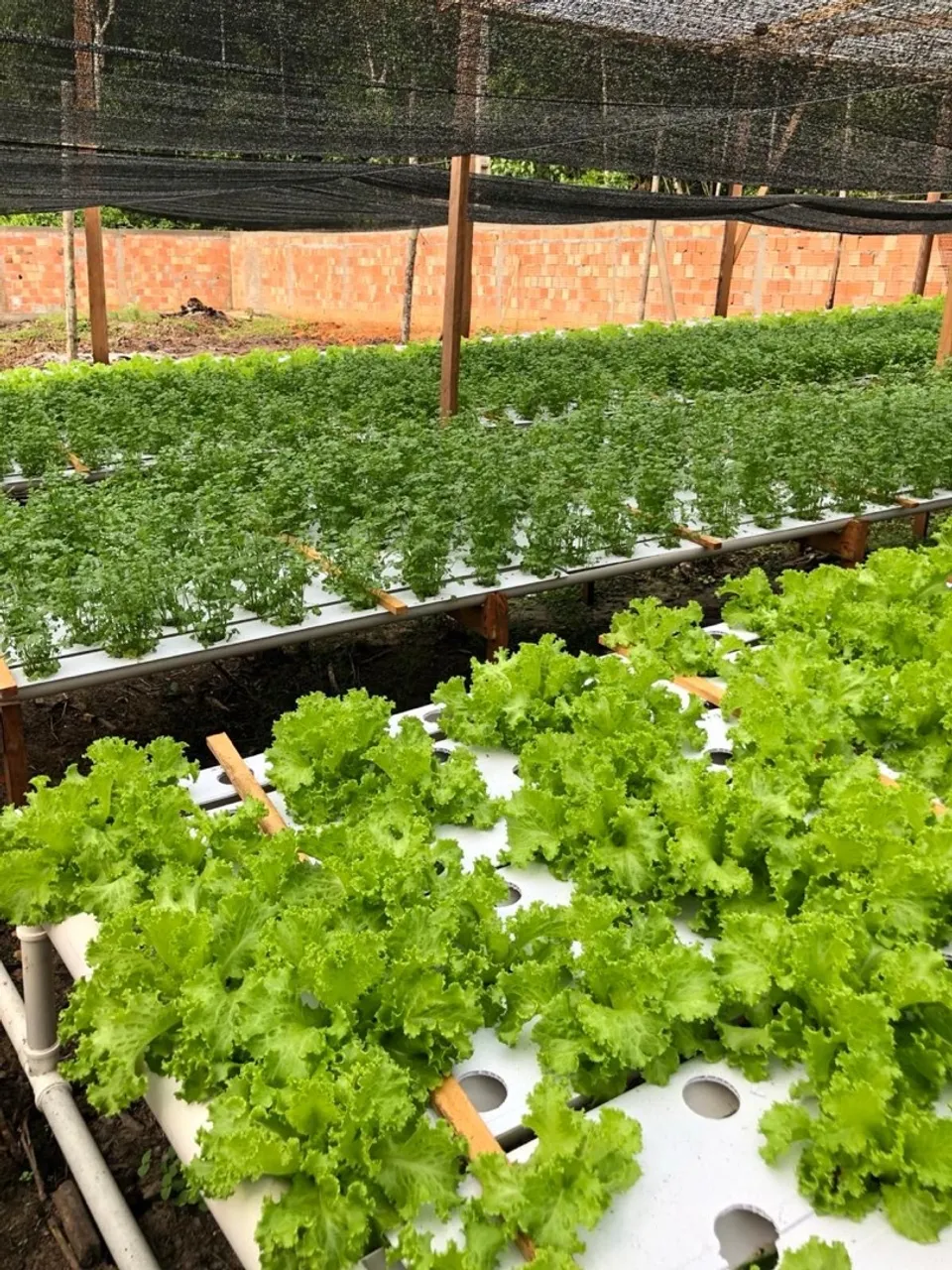 OPORTUNIDADE IMPERDÍVEL! ? ? HORTA COMPLETA À VENDA - PRONTA PRA PRODUZIR! ?