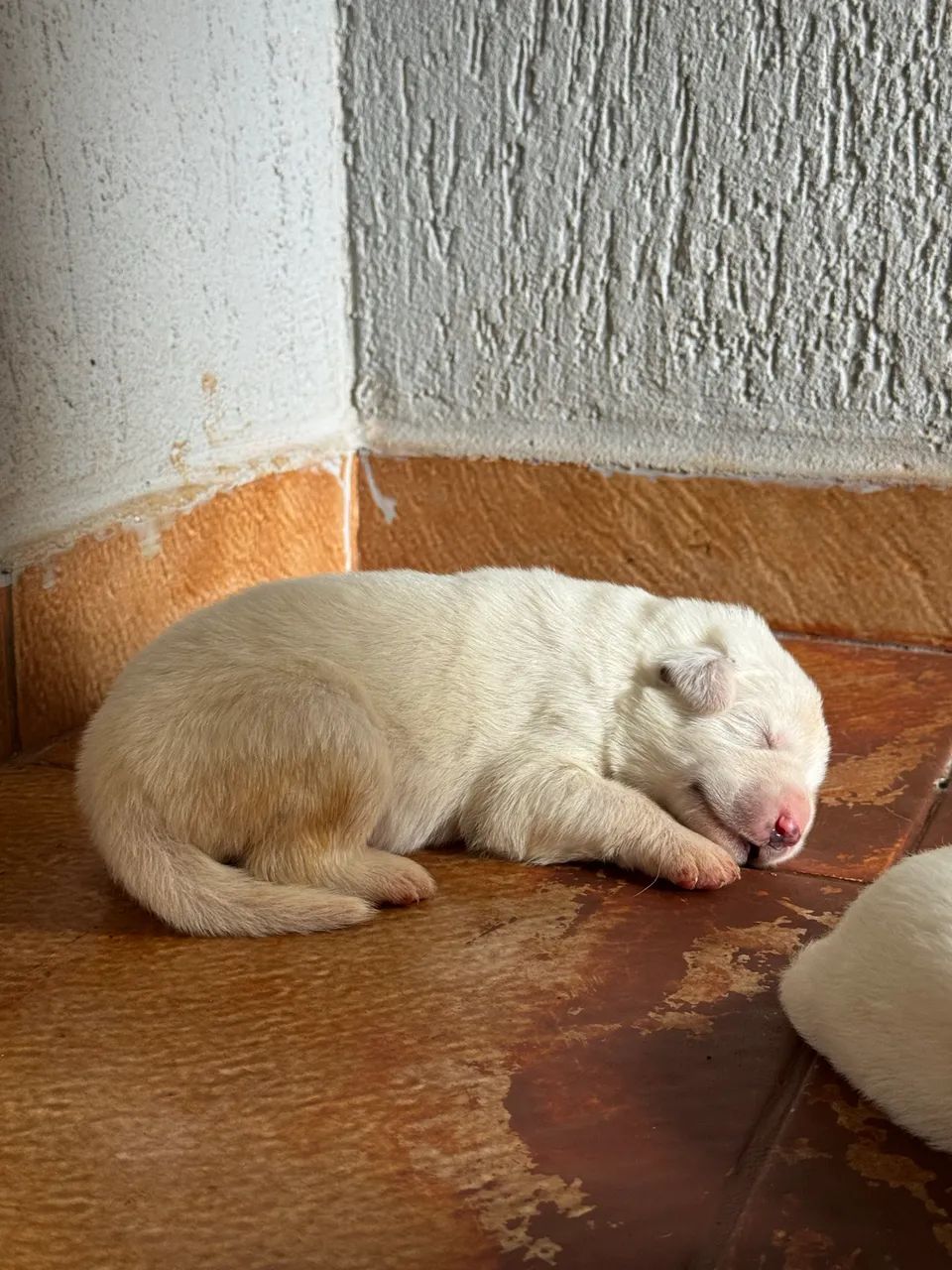 Filhotes Pastor Maremano Abruzês - Foto 5