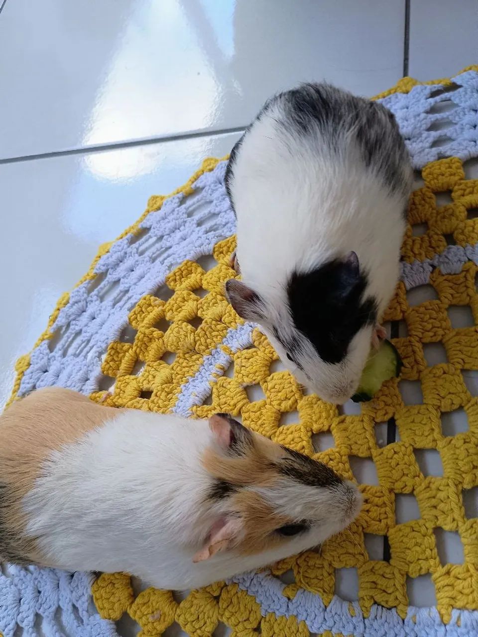 Casal de porquinho da índia  - Foto 3