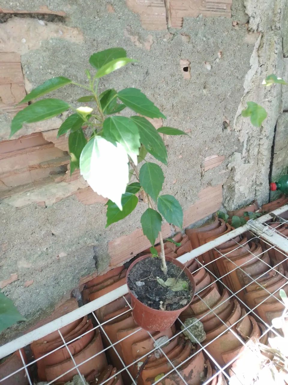 Hibisco flor dobrada flor rosa