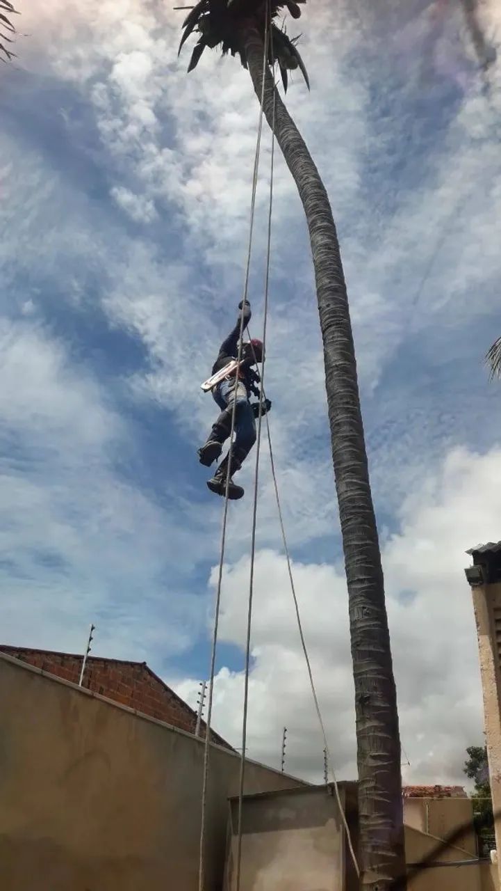 PODA DE ÁRVORES ORÇAMENTO GRÁTIS  - Foto 2