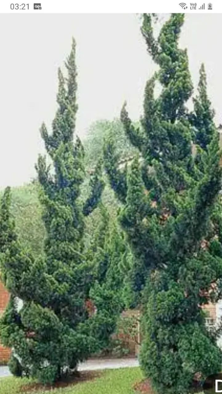 Ciprestes ornamentais - Lindos e exuberantes!