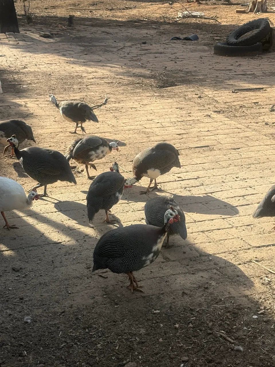Galinha de Angola 