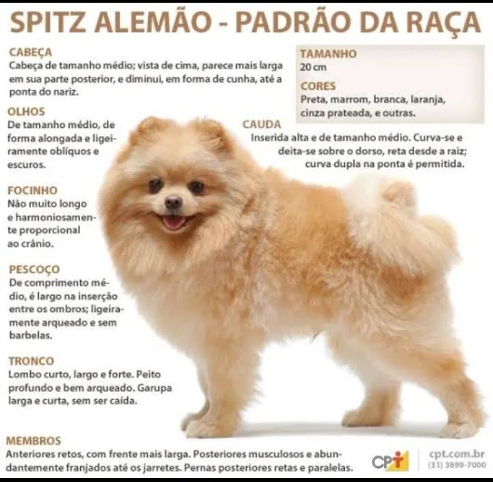 SPITZ ALEMÃO CANIL - Foto 5