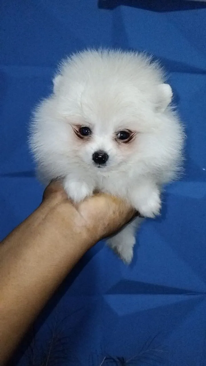 Filhote de Spitz Alemão Branco