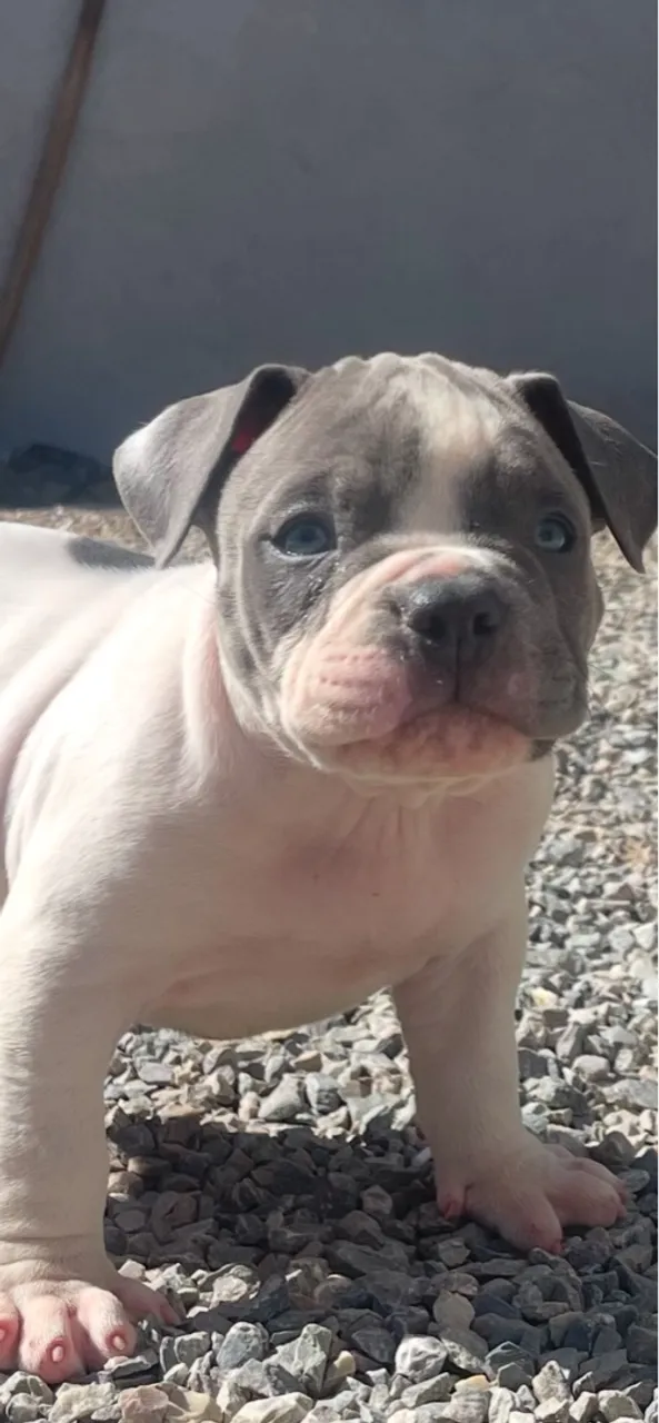 American bully filhote