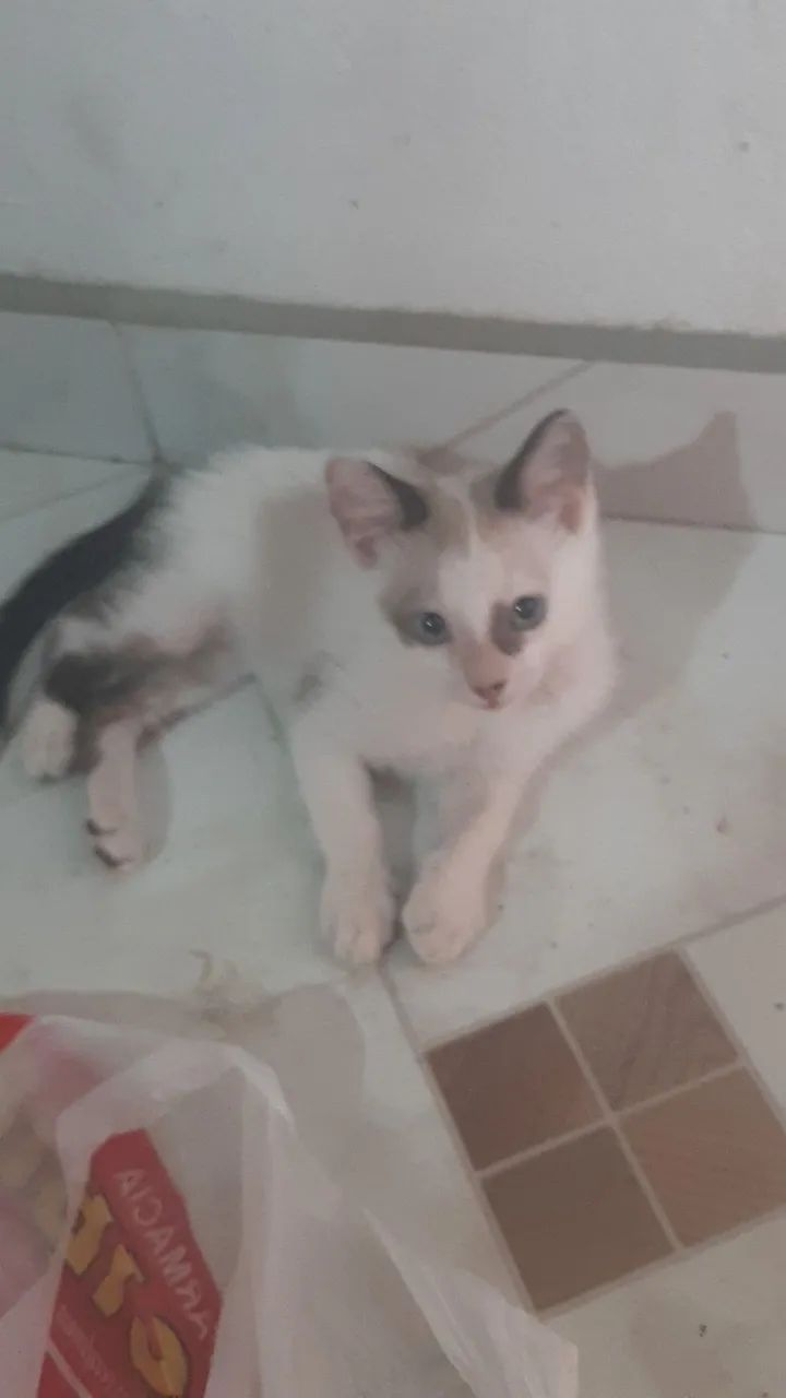 Doação de gatos filhotes