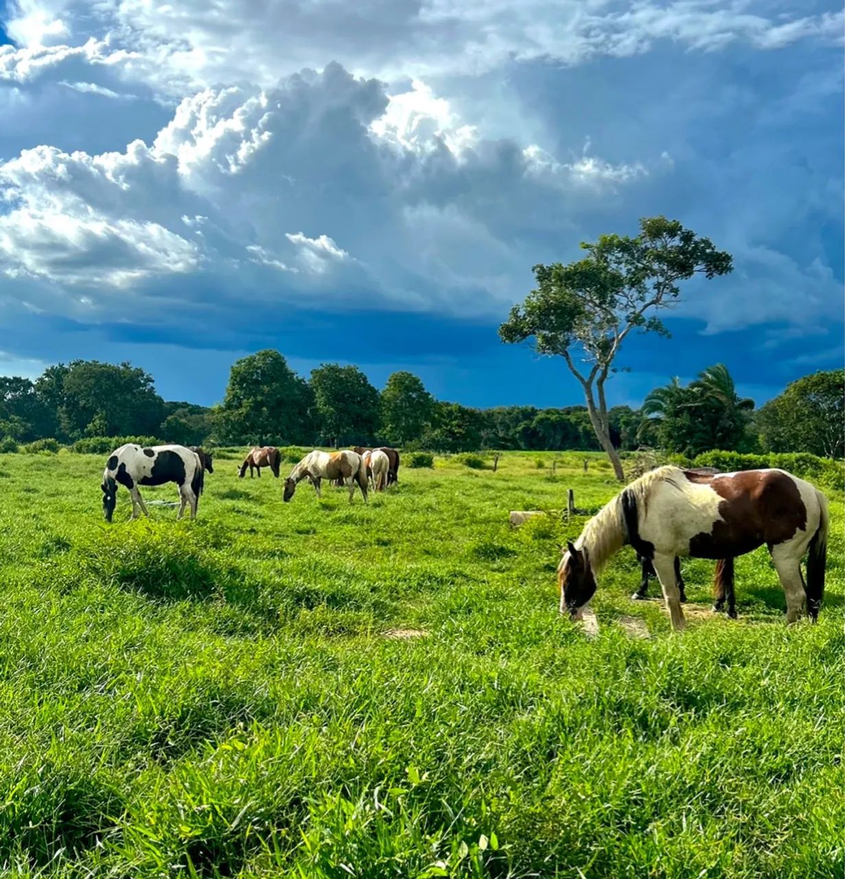 Cavalos PAINT HORSE - Foto 3