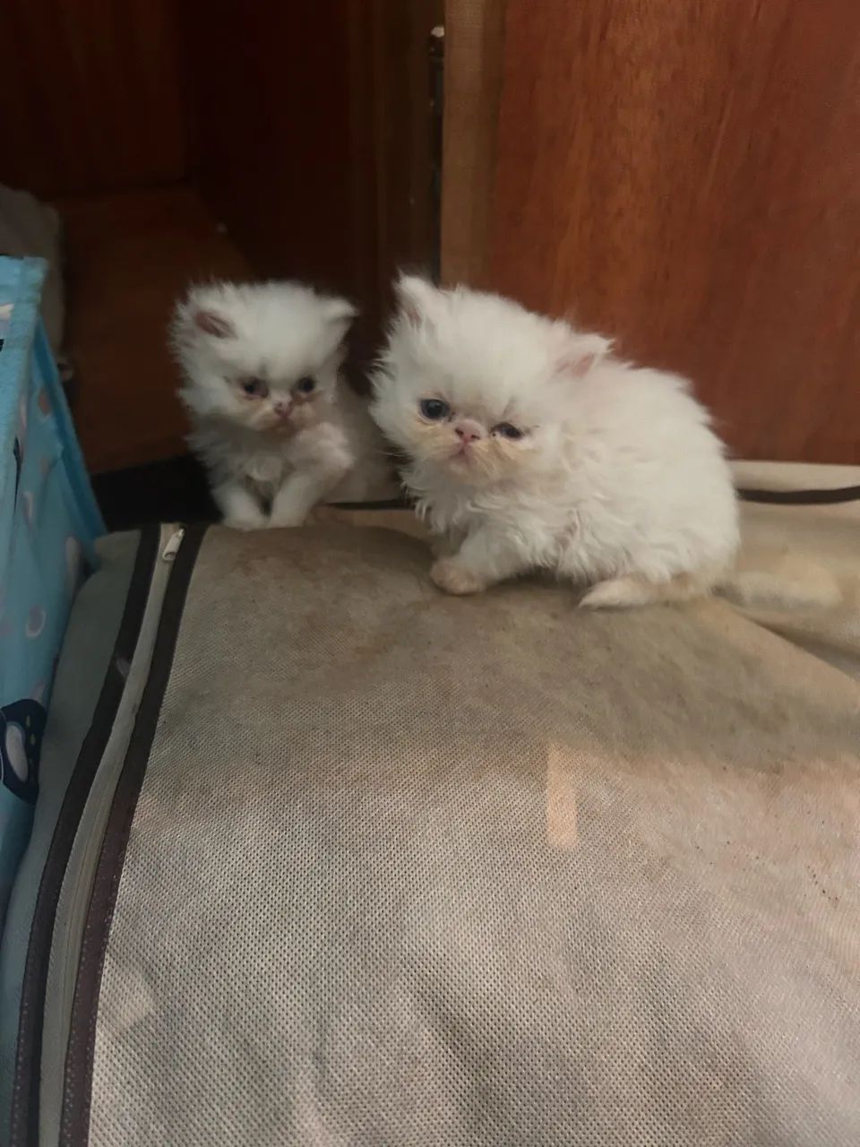 Filhotes de gatinho persa - Foto 4