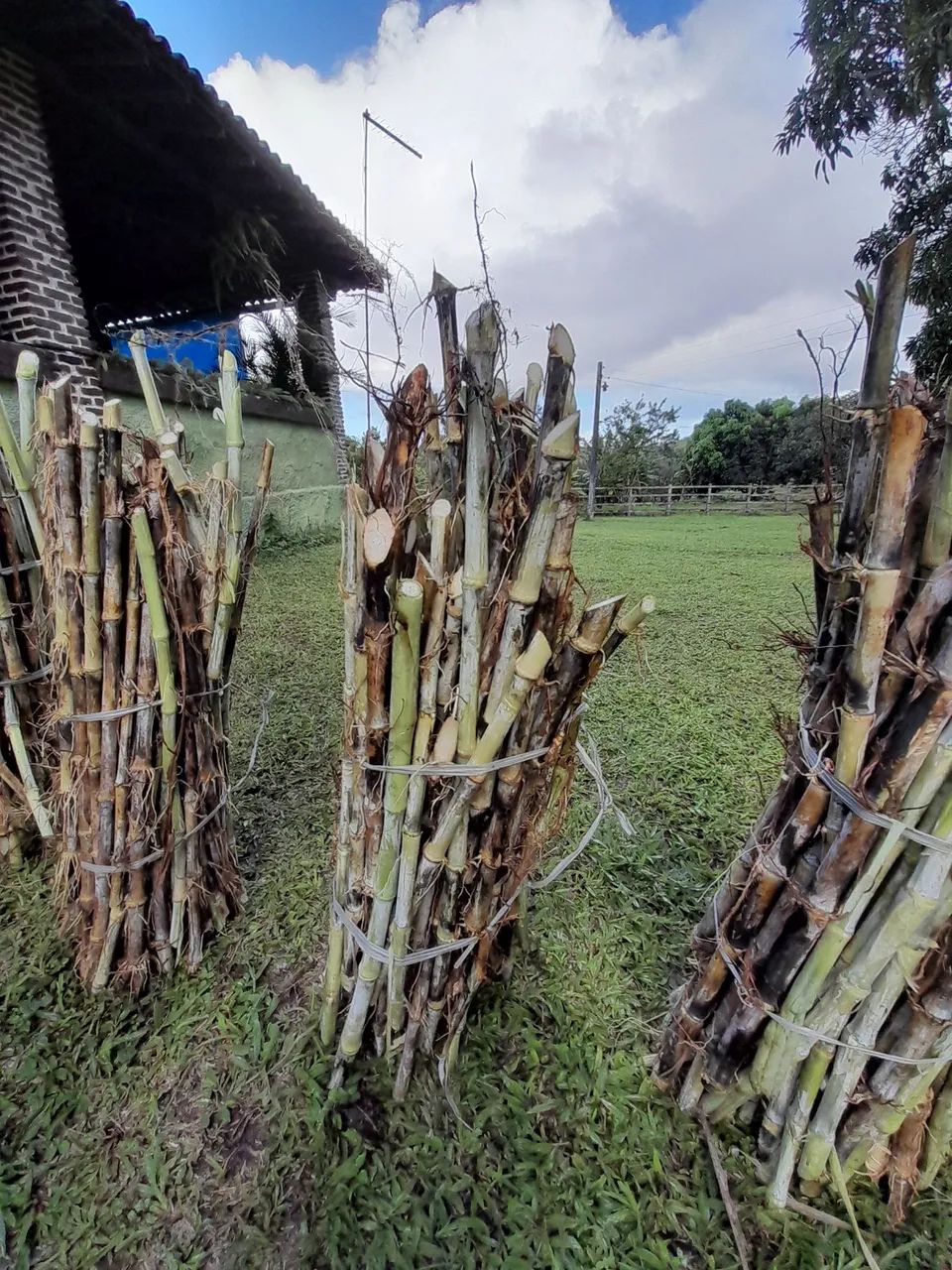 APROVEITE O INÍCIO DAS CHUVAS PLANTE BRS CAPIAÇU E KURUMI DA EMBRAPA  - Foto 4