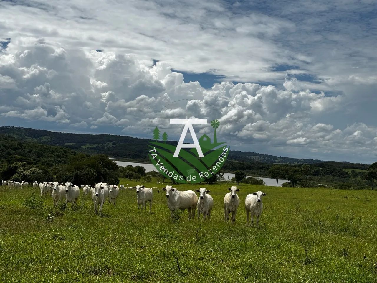 Fazenda de 95 alq em Ipameri-GO