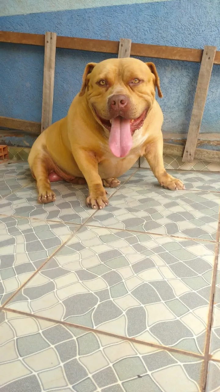 PITMONSTER A VENDA