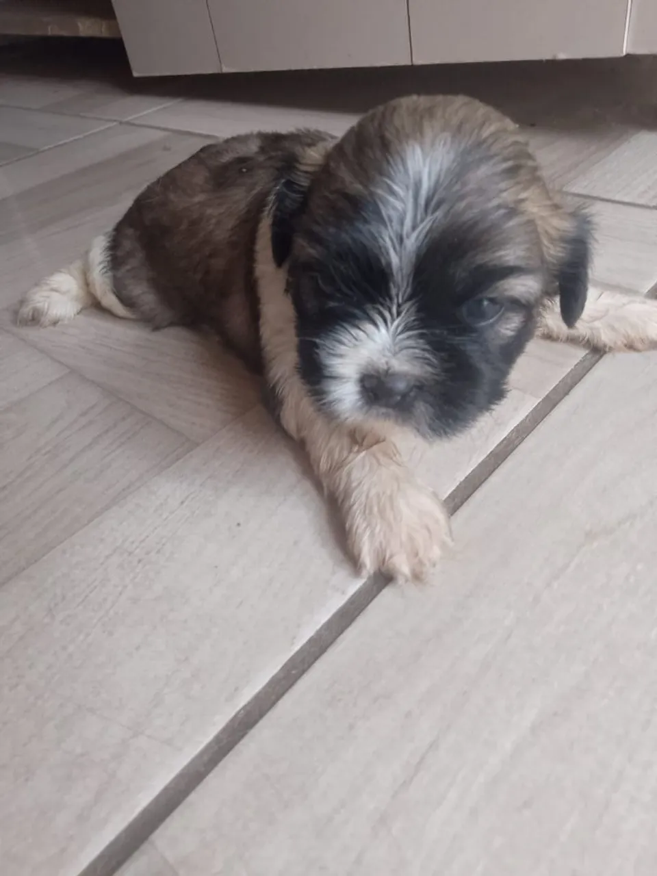 Filhote Shih tzu femia