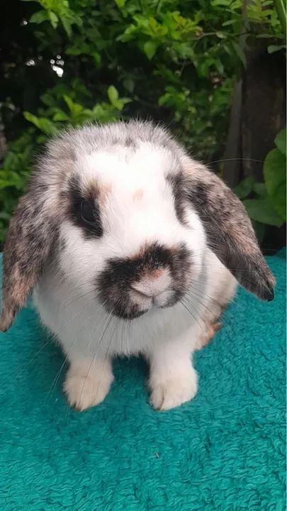 Casal de Mini lop - Foto 2