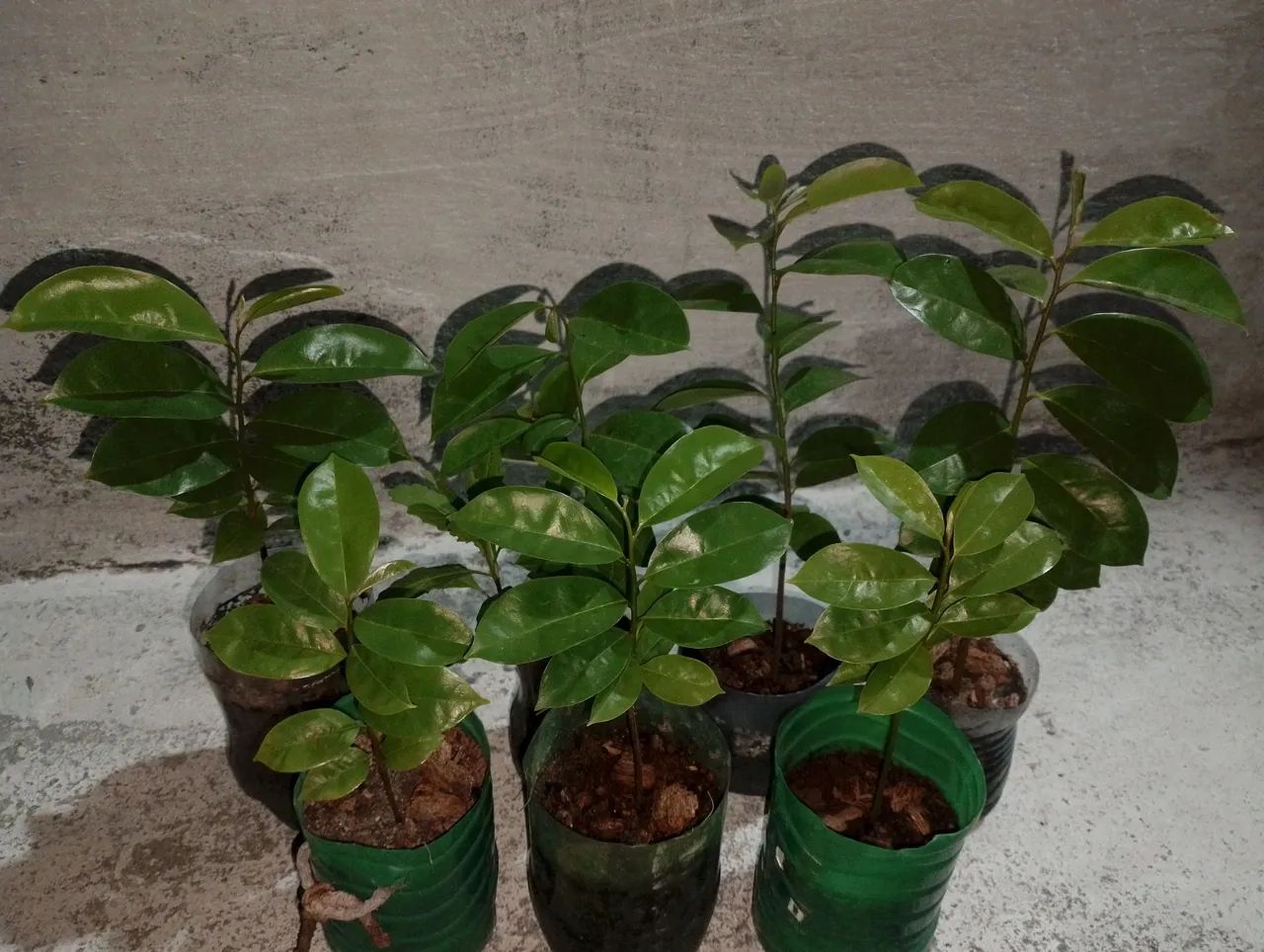 Mudas de frutíferas - Foto 2