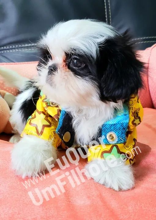 Lhasa Apso Miniatura Macho Alegre e Brincalhão