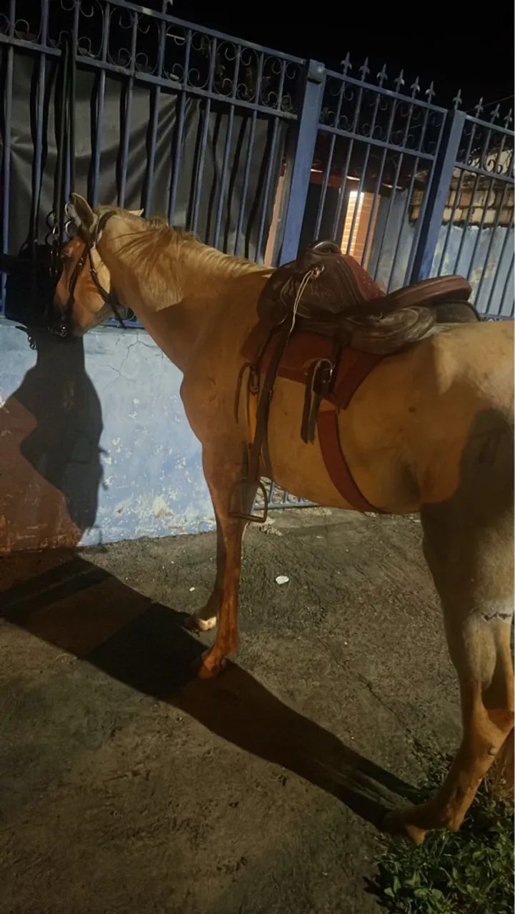 Cavalo Mangalarga Marchador - Adulto - Foto 2