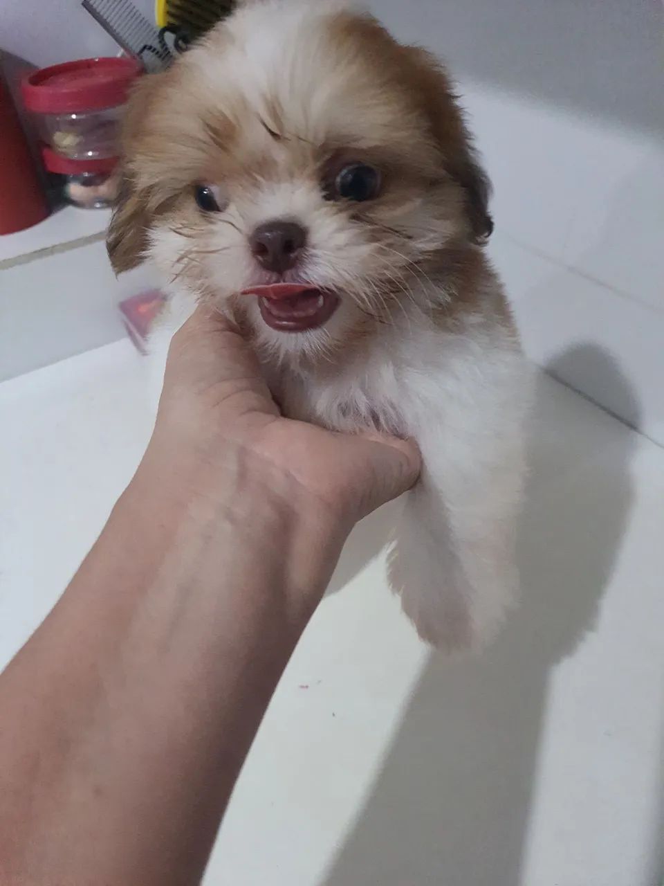 Shih-tzu Cachorros Torre, João Pessoa 1441991746 OLX