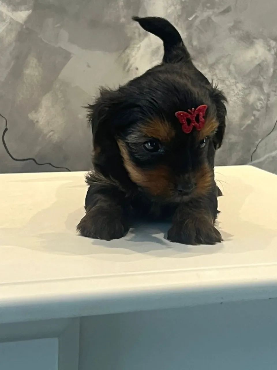 FILHOTE DE YORKSHIRE