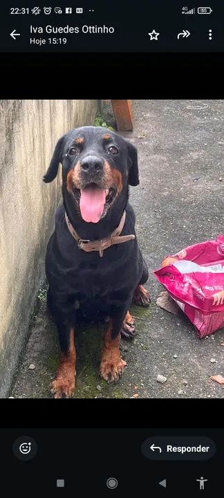 Filhote Rottweiler - Adestrado e Carinhoso - Foto 2