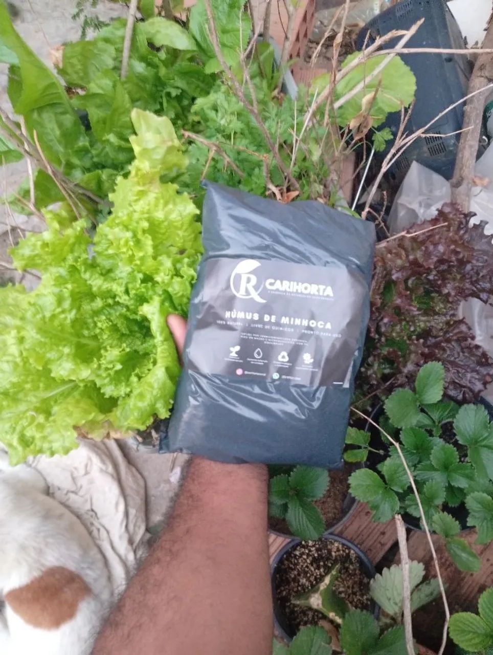 Adubo Orgânico - Húmus de minhoca, Fertilizante Orgânico  - Foto 6