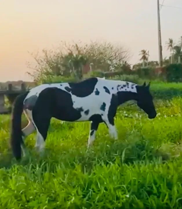 Égua campolina homozigota com registro  - Foto 4