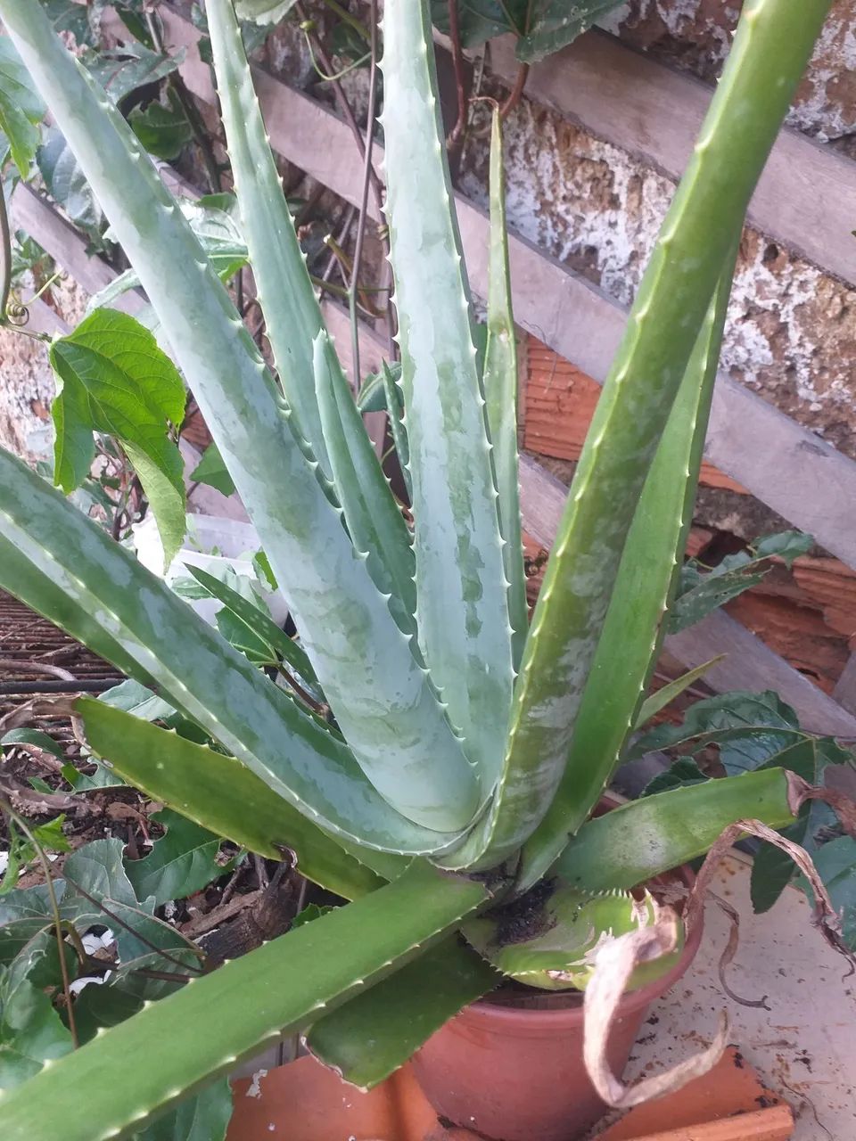 Babosa - Aloe Vera - Foto 3